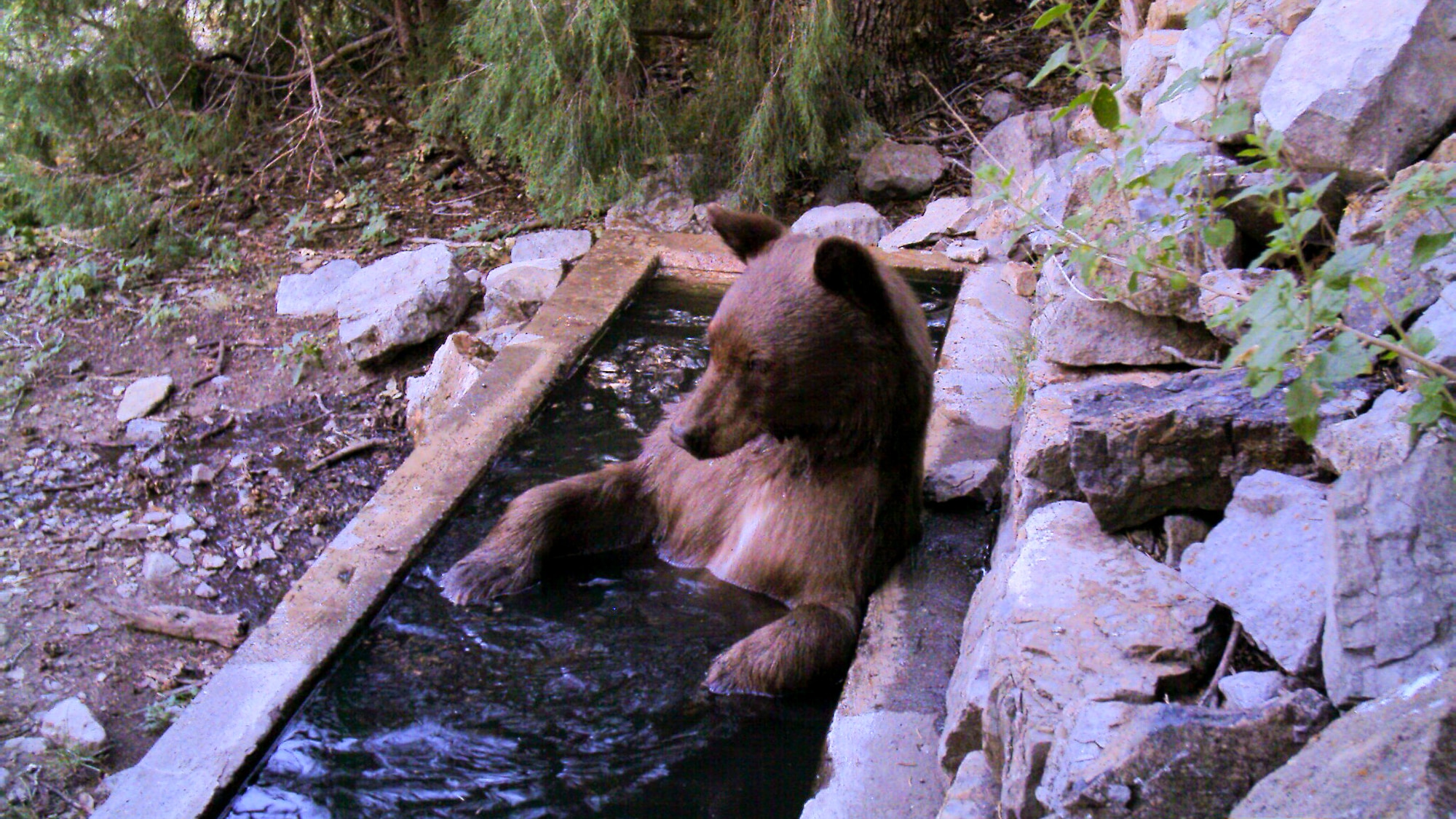 A bear lounges in a water trough