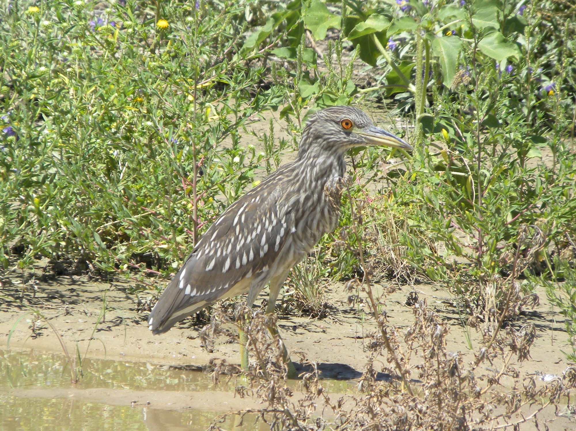 Black-crowned night heron stands near water