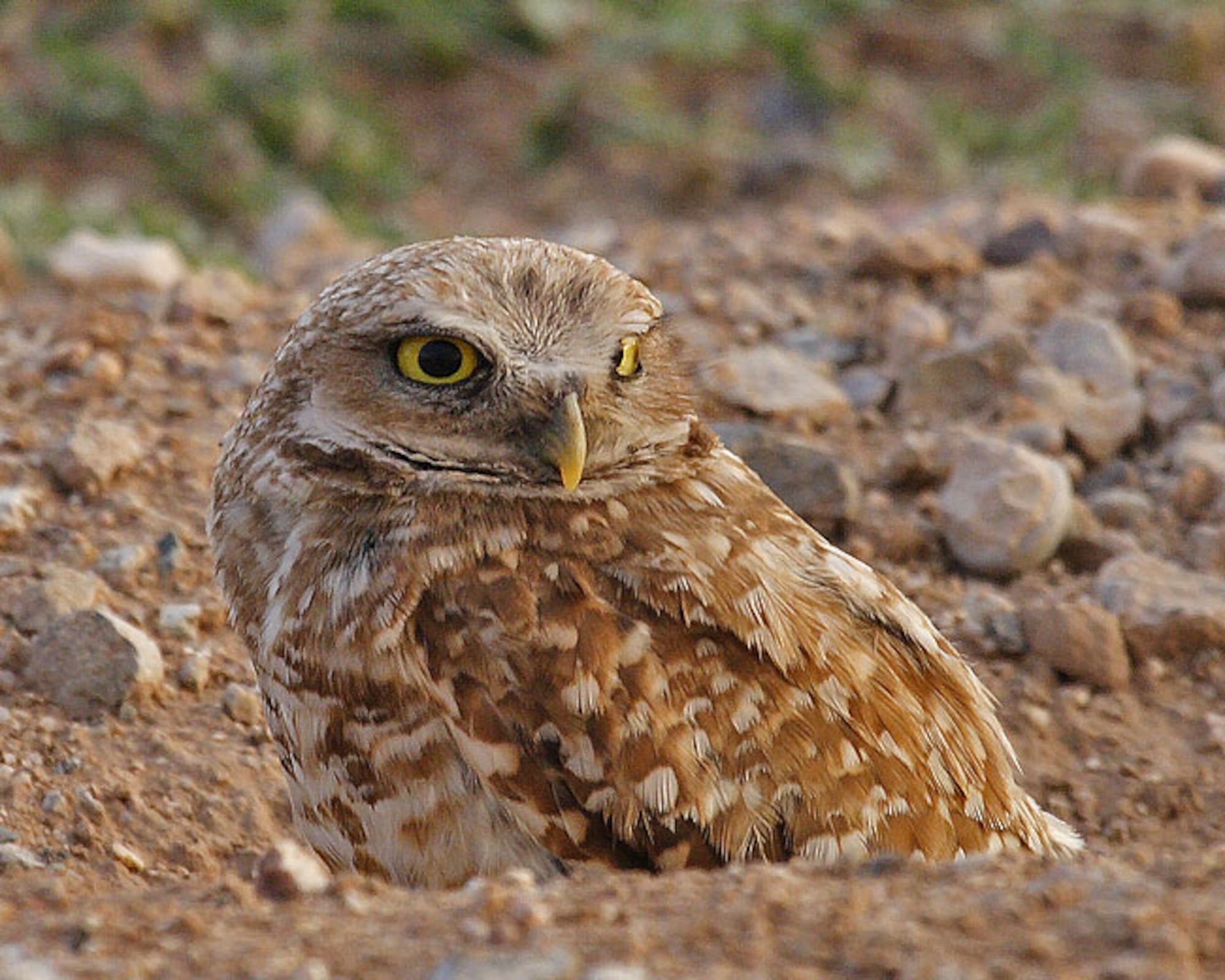 Burrowing owl sits above ground