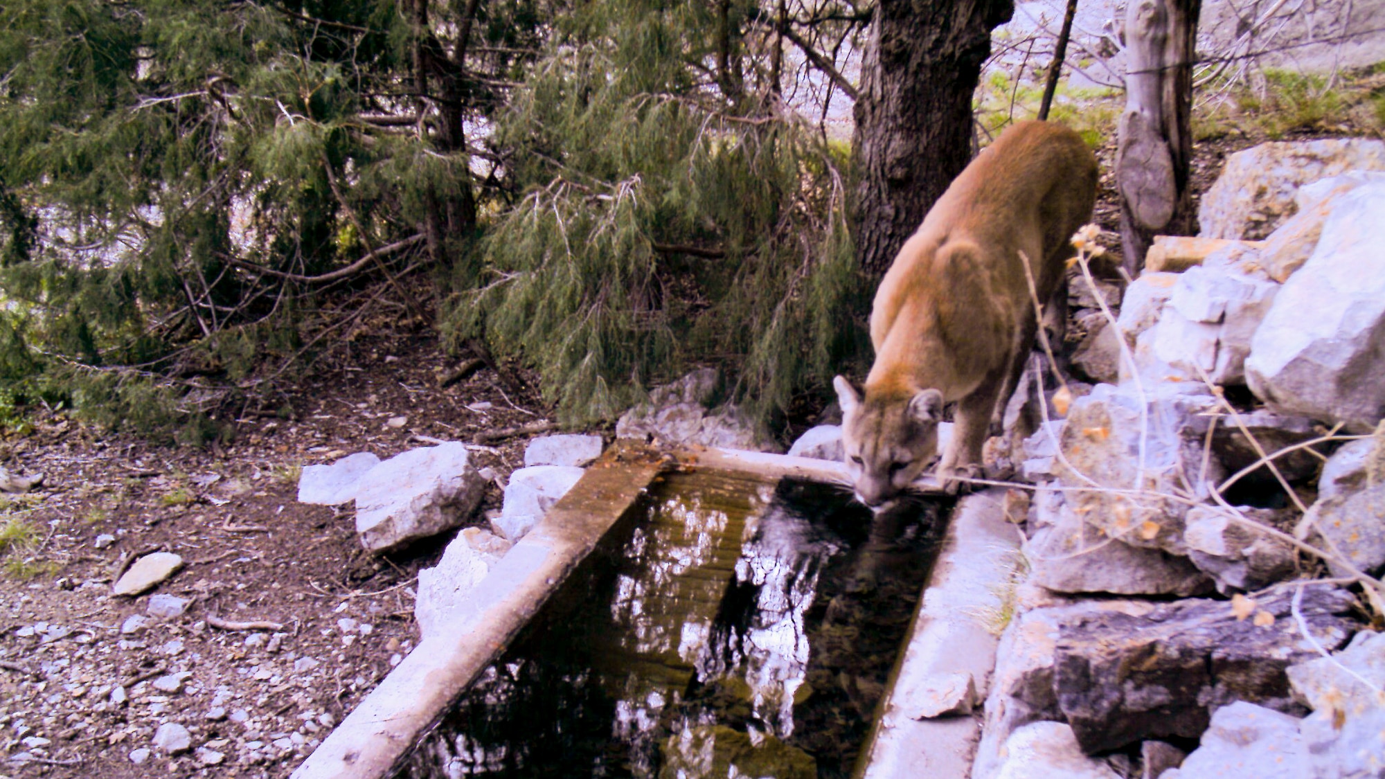Mountain lion drinks water from a trough
