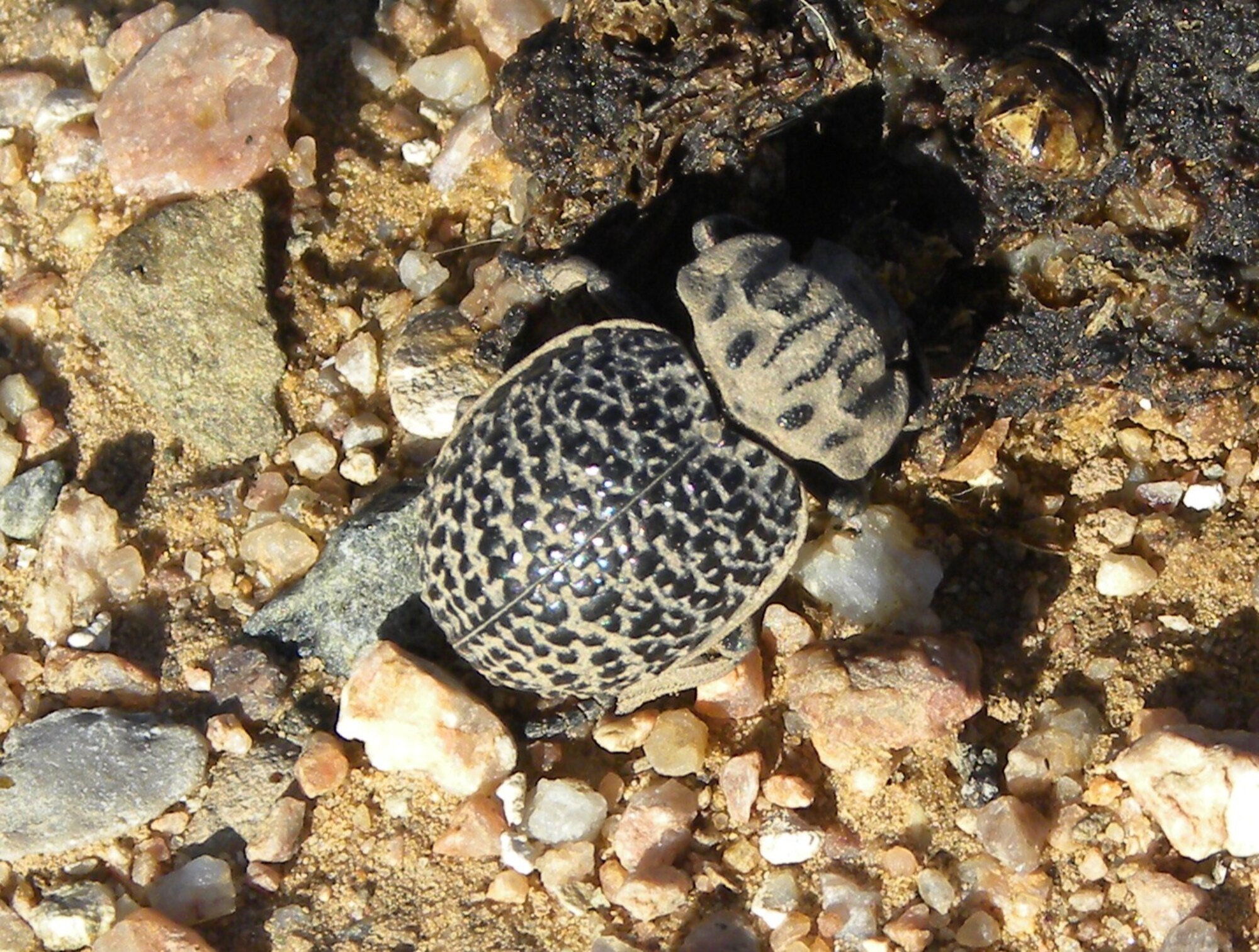 Trogidae (hide) beetle at Kirtland AFB