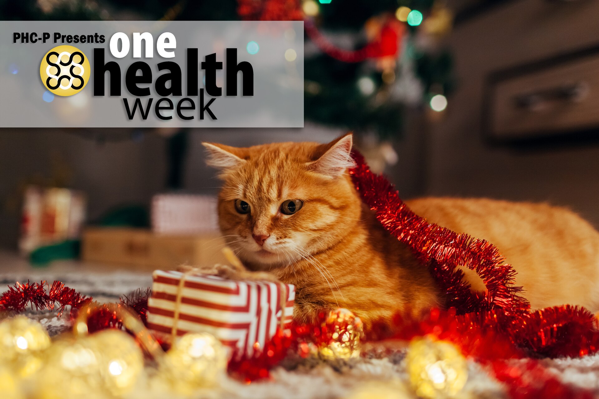 During the holidays, it’s important to remember that our favorite treats and feasts may pose dangers to our furry family members. Preventing your animals from ingesting dangerous or inappropriate substances is imperative; prevention is always easier (and less dangerous) than treating! (U.S. Army graphic by Amber Kurka)