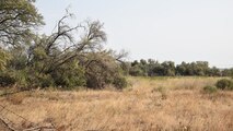 shrub-steppe habitat