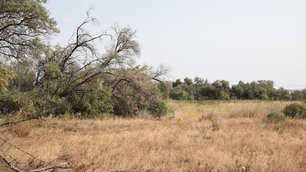 shrub-steppe habitat