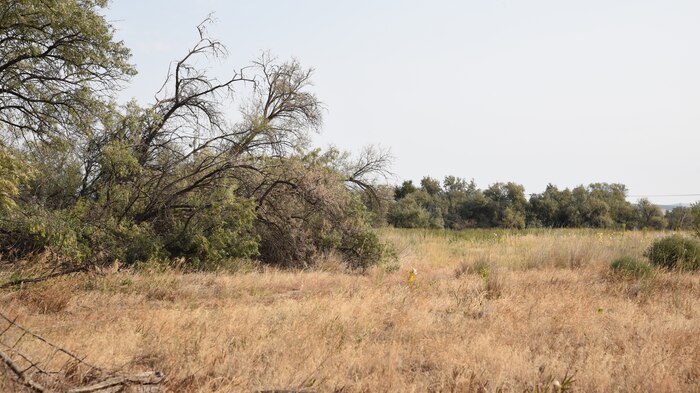shrub-steppe habitat