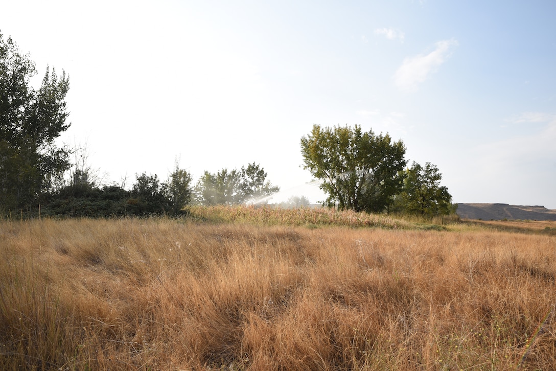 Sprinkler in the distance. Tall grass in the foreground.