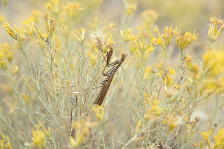 Praying mantis on a flower