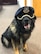 Military Working Dog Bruno poses for a photo, July 29, 2020, in the Mission Support Group office on Holloman Air Force Base, New Mexico. In 2019, MWD Bruno was diagnosed with chronic superficial keratitis, an immune system condition that occurs as a result of ultraviolet light damage to the side of the cornea. To combat the amount of UV light that can penetrate MWD Bruno’s eyes, he wears specialized canine goggles for protection. (Courtesy photo)