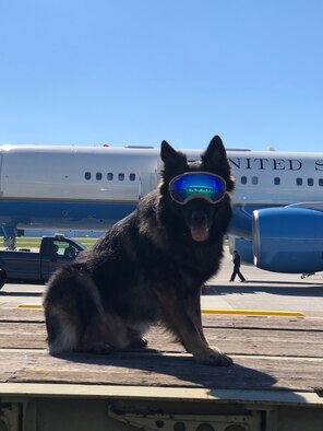 Military Working Dog Bruno poses for a photo, July 29, 2020, in the Mission Support Group office on Holloman Air Force Base, New Mexico. In 2019, MWD Bruno was diagnosed with chronic superficial keratitis, an immune system condition that occurs as a result of ultraviolet light damage to the side of the cornea. To combat the amount of UV light that can penetrate MWD Bruno’s eyes, he wears specialized canine goggles for protection. (Courtesy photo)