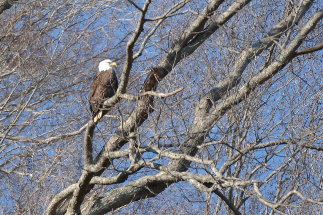 An American Bald Eagle is perched on a tree limb on the shoreline of Dale Hollow Lake, which is operated by the U.S. Army Corps of Engineers Nashville District. (USACE photo by Lee Roberts)