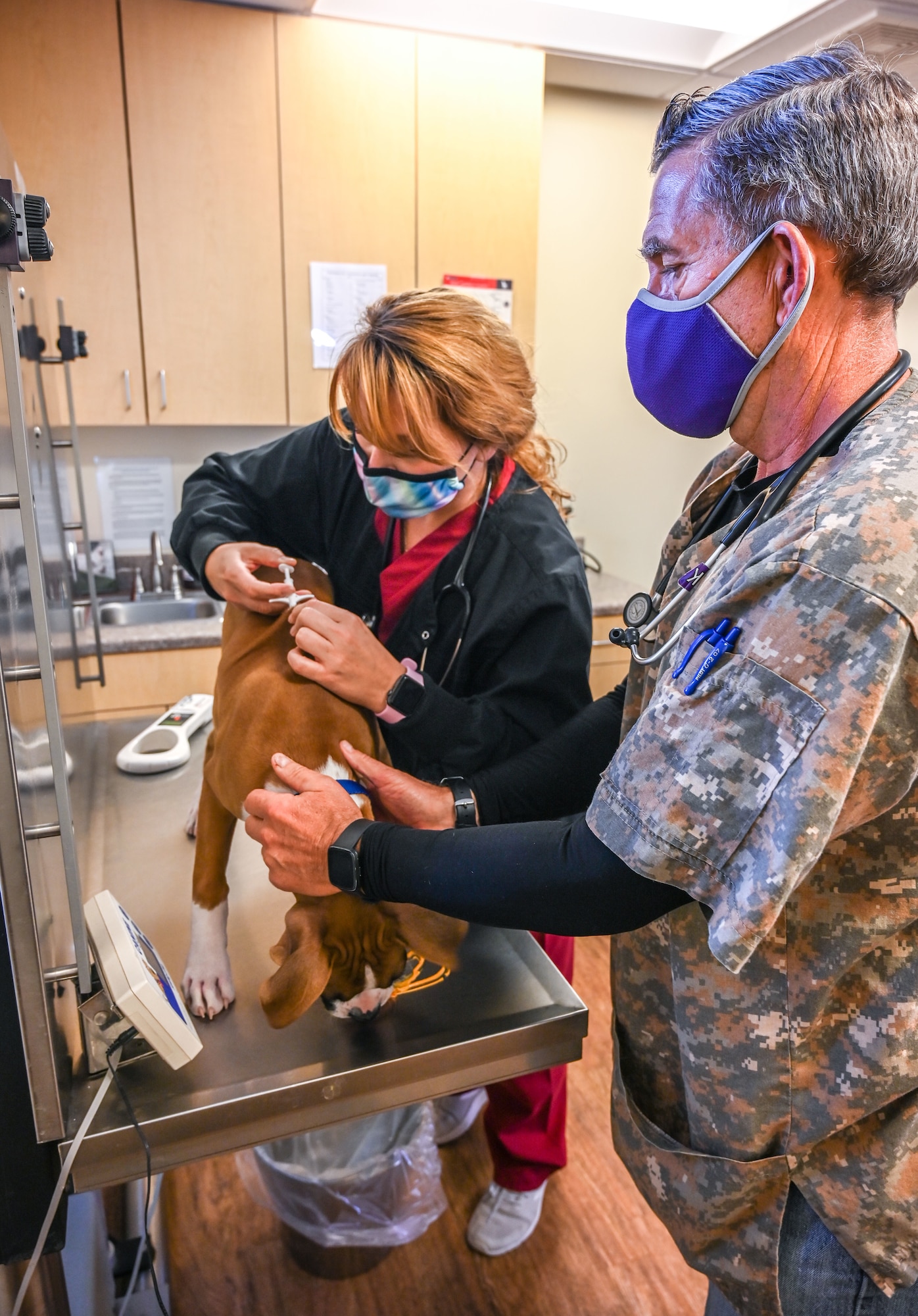 Melissa Smith, an animal health assistant at Hill Air Force Base, Utah's Veterinary Treatment Facility, injects a microchip into Tyson, Nov. 12, 2020. The base's clinic is open Monday through Thursday by appointment only and with COVID-19 precautions in place. (U.S. Air Force photo by Cynthia Griggs)