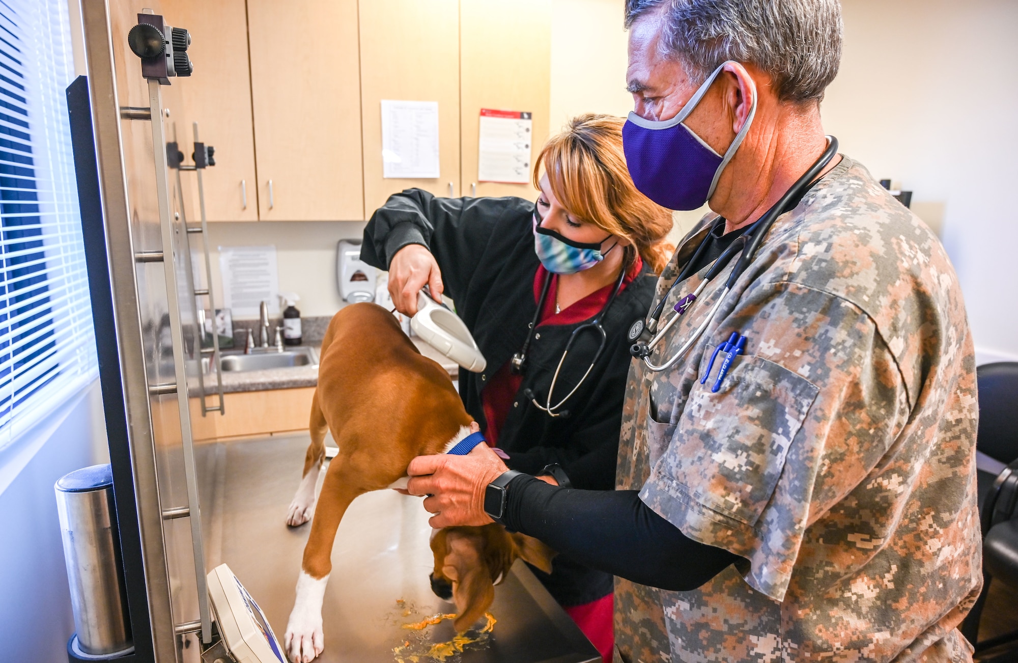 Melissa Smith, an animal health assistant at Hill Air Force Base, Utah's Veterinary Treatment Facility, checks the placement of Tyson's microchip, Nov. 12, 2020. The base's clinic is open Monday through Thursday by appointment only and with COVID-19 precautions in place. (U.S. Air Force photo by Cynthia Griggs)
