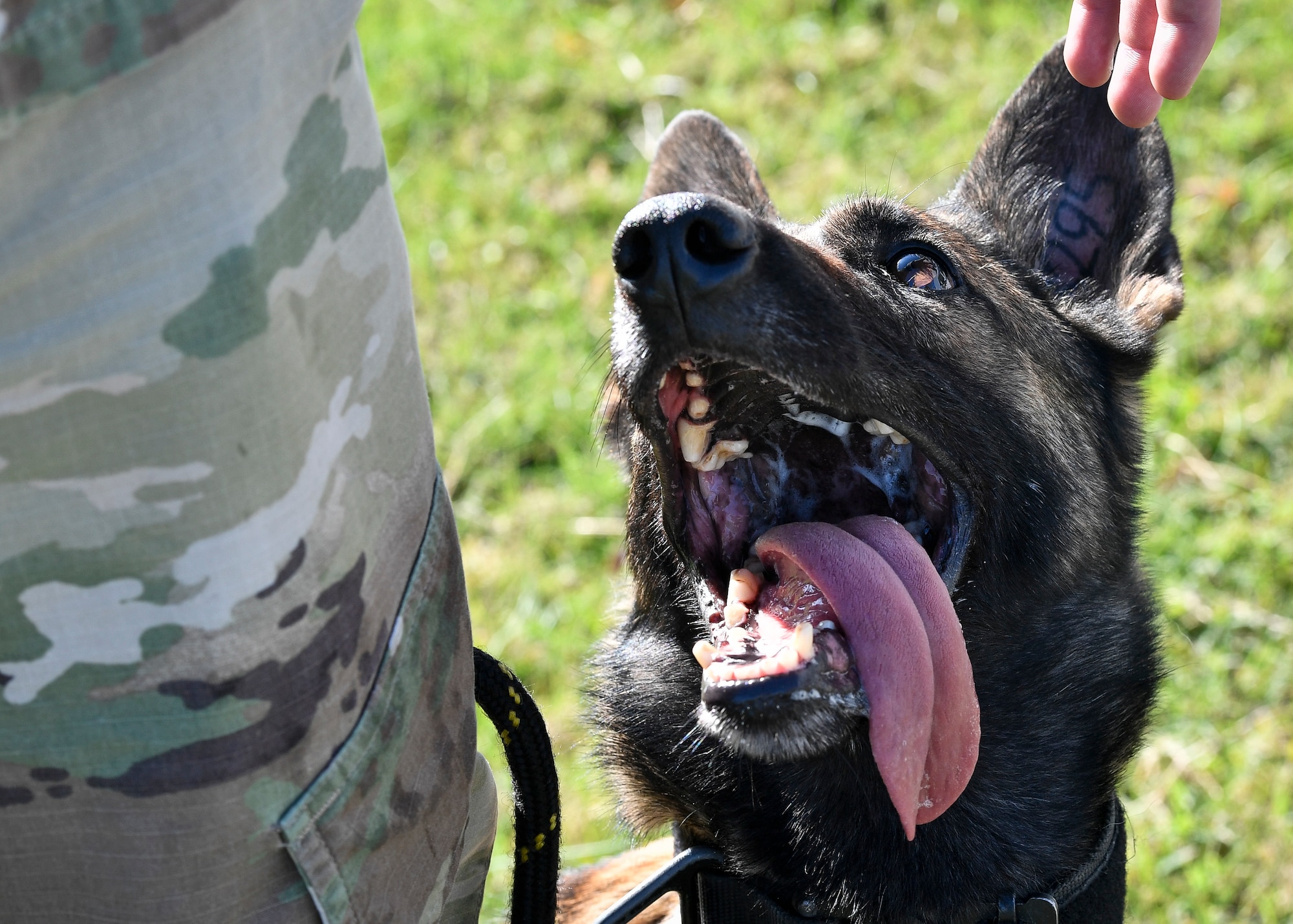 U.S. Air Force Staff Sgt. Devin Leach, 87th Security Forces Squadron military working dog trainer, prepares Erika, dual certified military working dog, for obedience training on Joint Base McGuire-Dix-Lakehurst, Nov. 6, 2020.