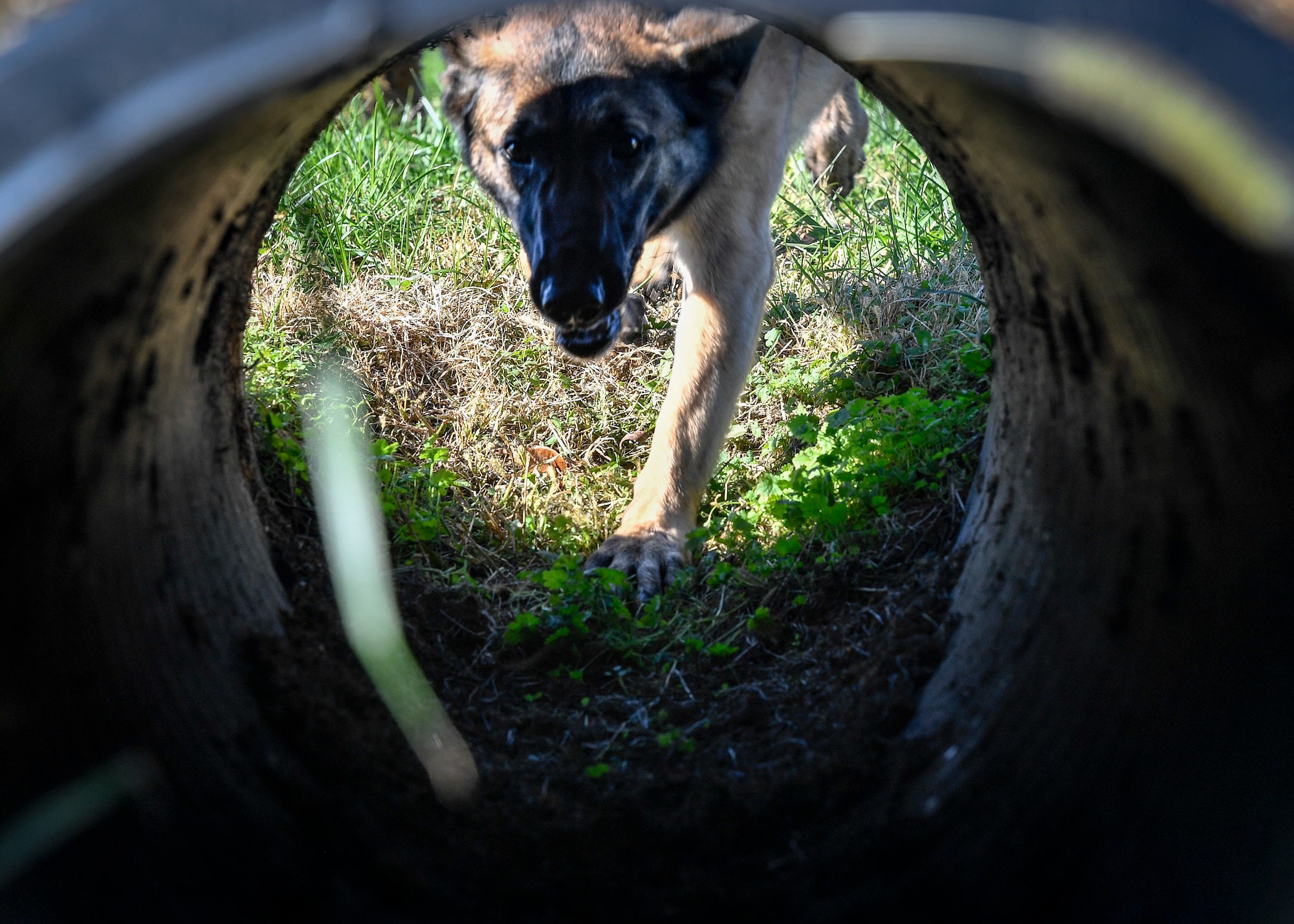 Erika, a dual certified dog assigned to the 87th Security Forces Squadron, conducts obedience training on Joint Base McGuire-Dix-Lakehurst, Nov. 6, 2020.