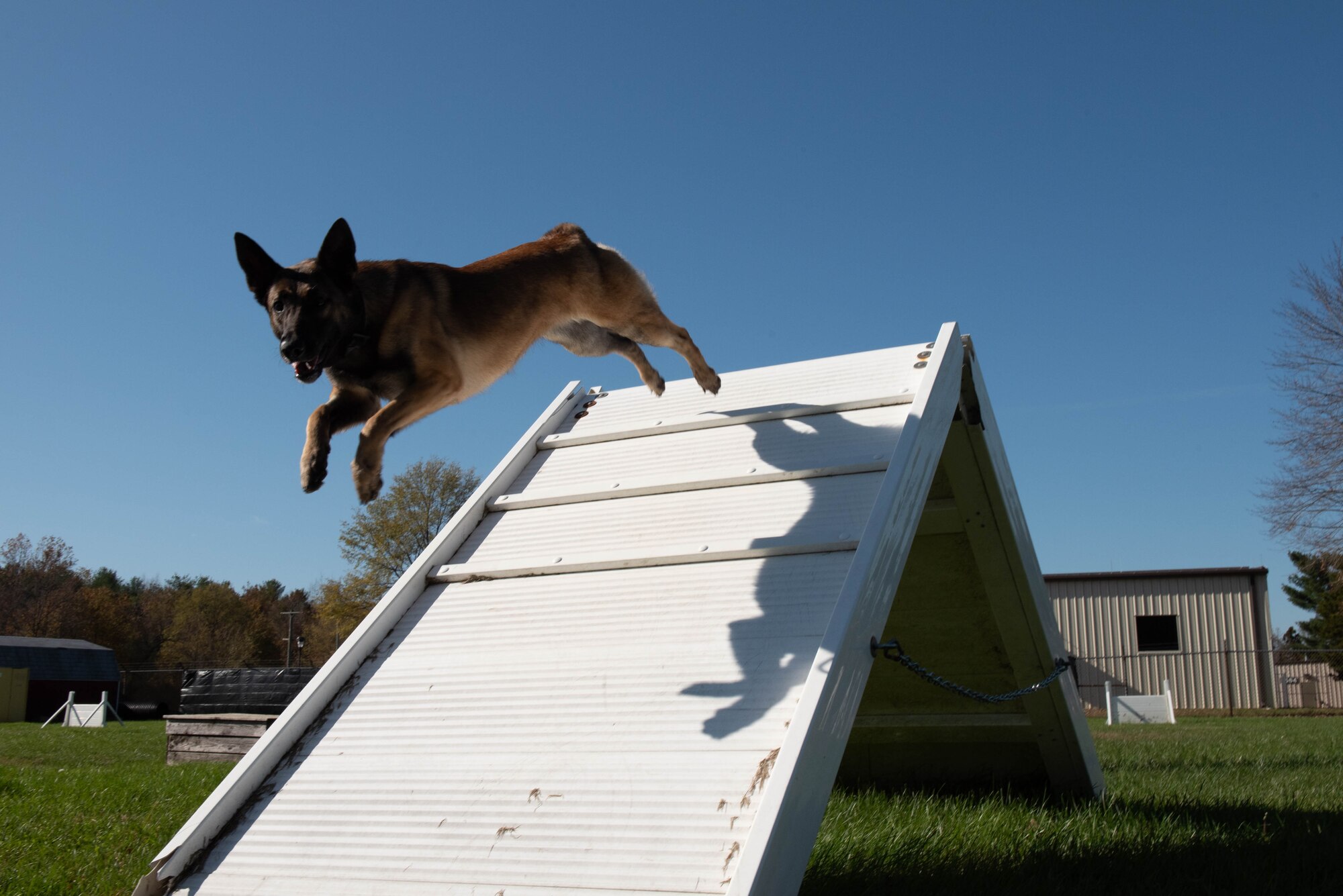 Erika, a dual certified dog assigned to the 87th Security Forces Squadron, conducts obedience training on Joint Base McGuire-Dix-Lakehurst, Nov. 6, 2020.