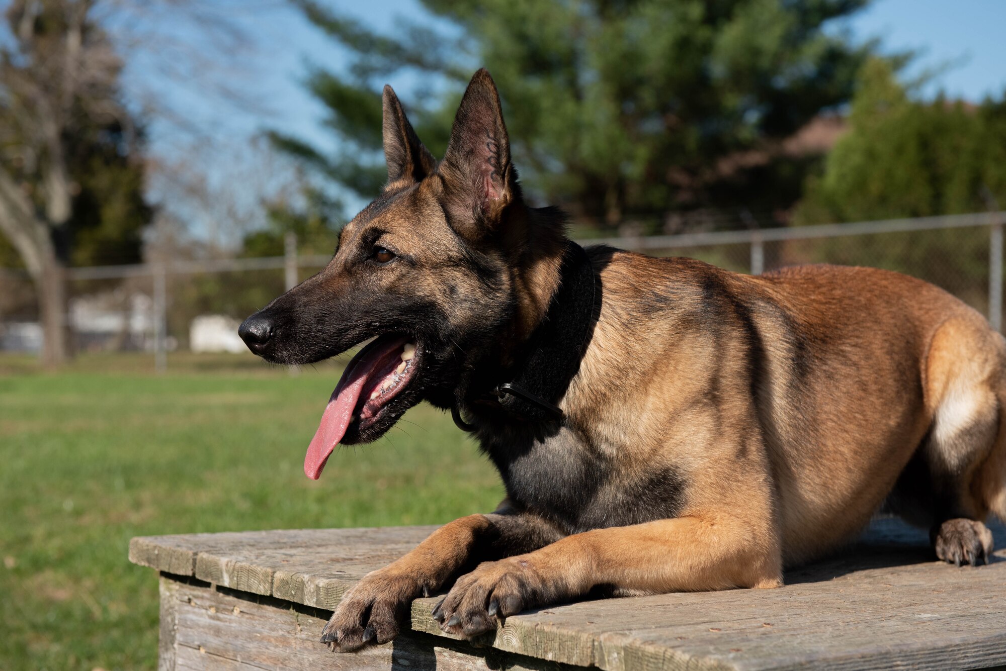 Erika, a dual certified dog assigned to the 87th Security Forces Squadron, conducts obedience training on Joint Base McGuire-Dix-Lakehurst, Nov. 6, 2020.