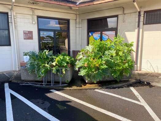 The 15th Medical Group Health Promotion Unit’s vegetable garden serves as an educational tool to teach Airmen how to garden and provides fresh produce at the Sexual Assault Prevention Response Office, Joint Base Pearl Harbor-Hickam, Hawaii, Nov. 2, 2020. The garden was planted Sept. 11, 2020, and has already been harvested for lettuce, cayenne peppers, zucchini, cucumber, mint, and more. (U.S. Air Force Photo by 2nd Lt. Benjamin Aronson)