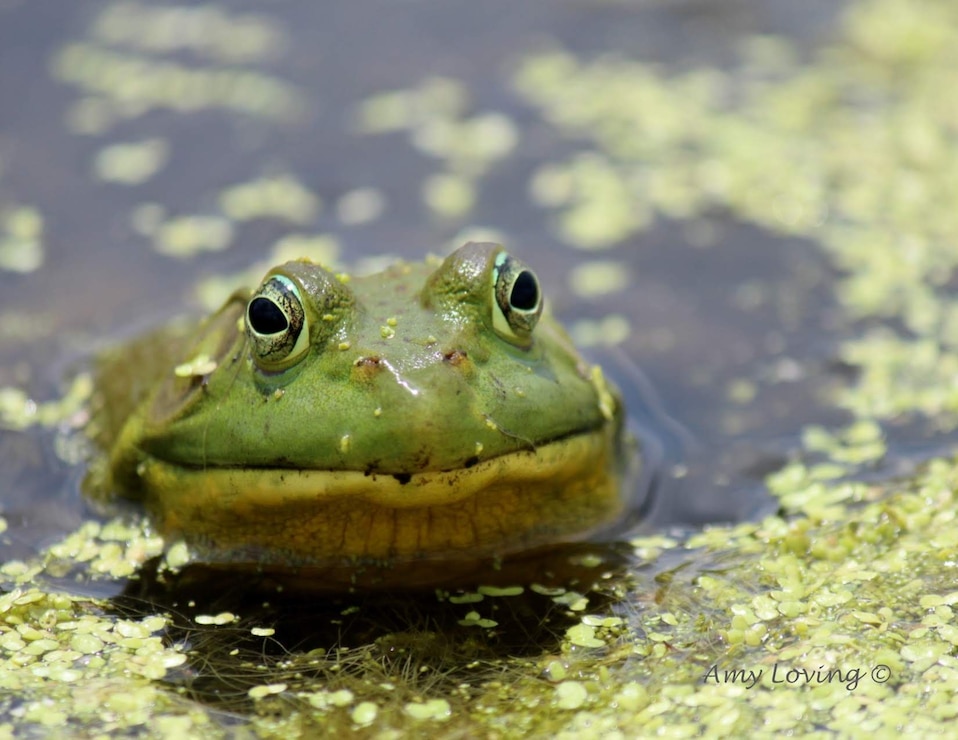 Bullfrog at Nahant Marsh