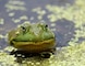 Bullfrog at Nahant Marsh