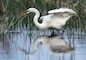 Egret fishing at Nahant Marsh