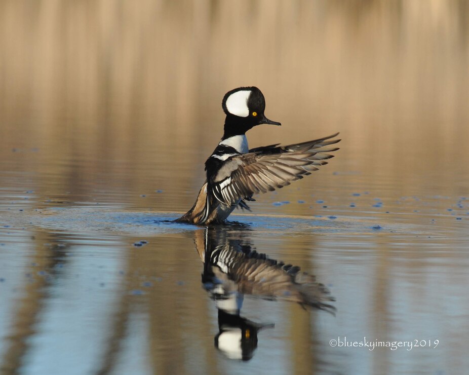 Hooded Merganser at Nahant Marsh