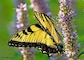 A butterfly at Nahant Marsh.