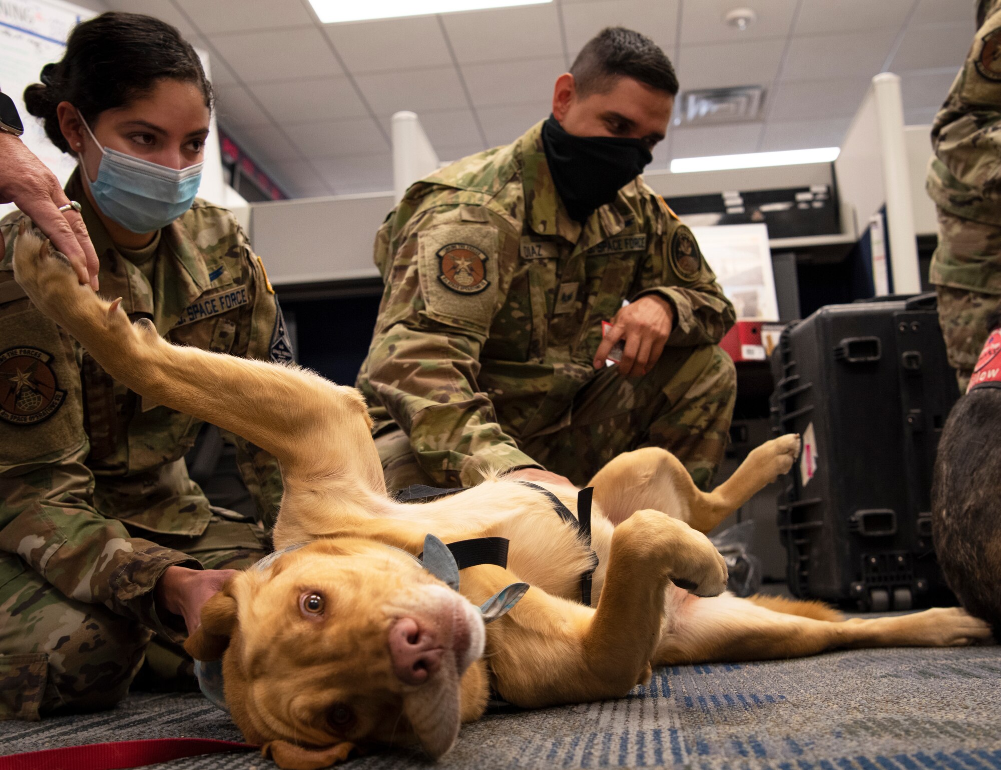 Rigley is loved on by 1st Lt. Yesenia Padilla, 4th Space Operations Squadron mobile operations crew commander, left, and Senior Airman Daniel Diaz, 4th SOPS mobile operations operator, during the weekly Space Team for Airman Resilience therapy dog visit, Nov. 4, 2020, at Schriever Air Force Base, Colorado. STAR is a team that specializes in mitigating military occupation-related stressors. They are made up of mental health professionals, a religious support team, a physical therapist and a physician’s assistant. (U.S. Space Force photo by Airman 1st Class Jonathan Whitely)