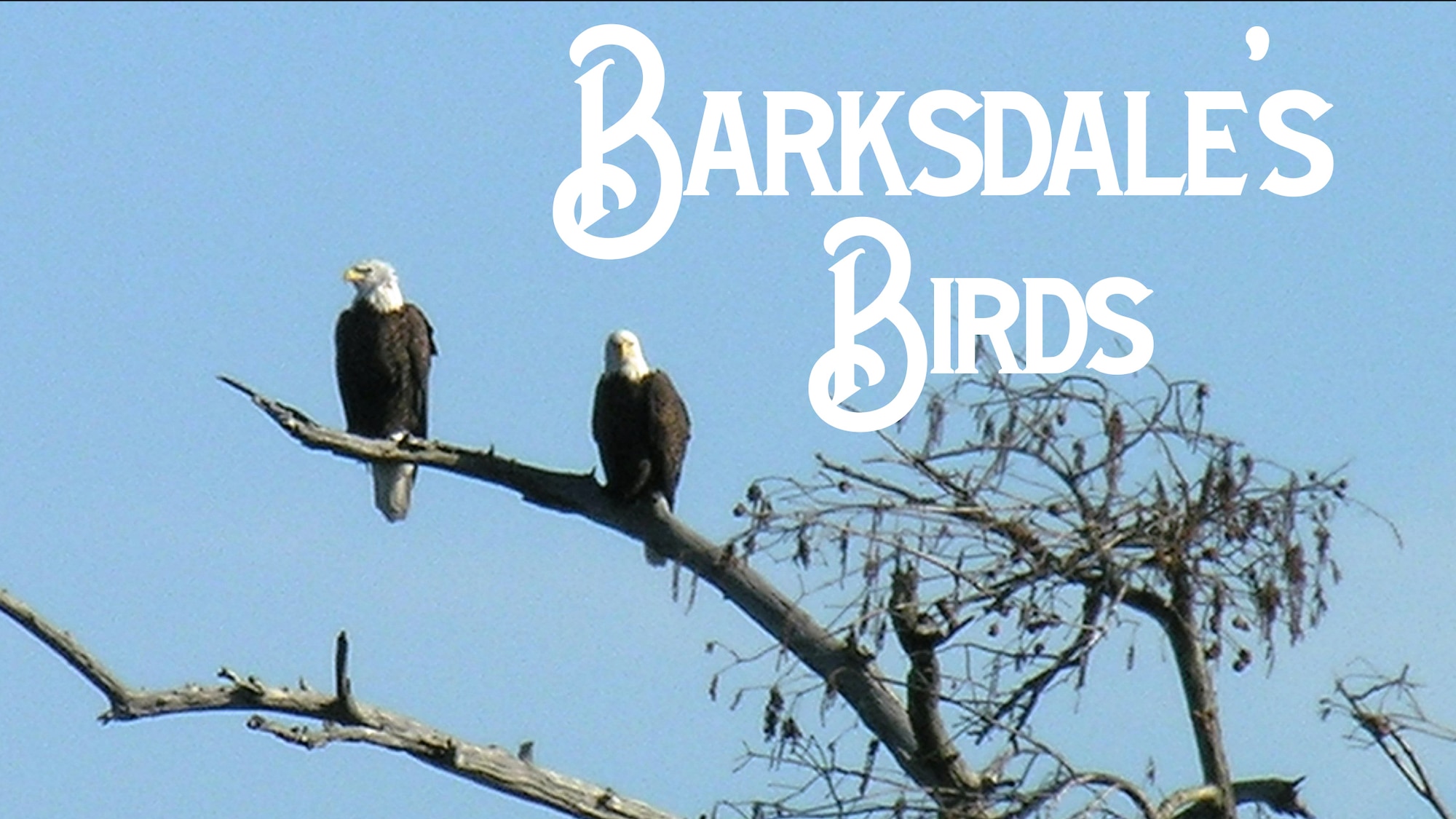 Two bald eagles sit on a tree branch at Barksdale Air Force Base, La. Barksdale receives funding from the Air Force Civil Engineer Center for housing and protecting the nesting and feeding grounds of a group of bald eagles. (Courtesy Photo)