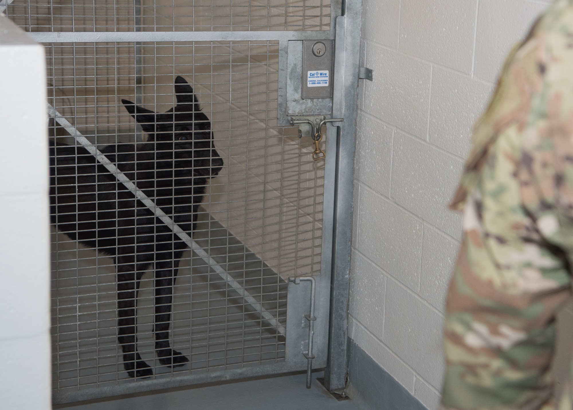 A military working dog stands in the kennels behind a gate.