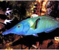 NRL researchers have taken inspiration from nature – from fish, in particular – to design and develop novel underwater propulsion, control solutions for near-shore and littoral zone missions using autonomous underwater vehicles.
RELEASED