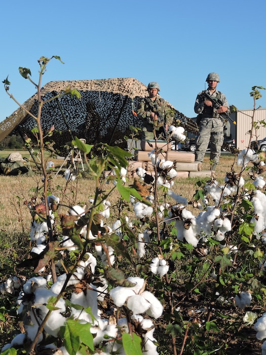 Photo of two Airmen standing in front of a tent next to a cotton field.