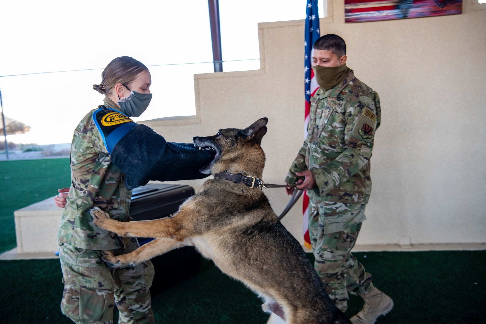 Military working dog bites a security forces member who is wearing protective training gear.
