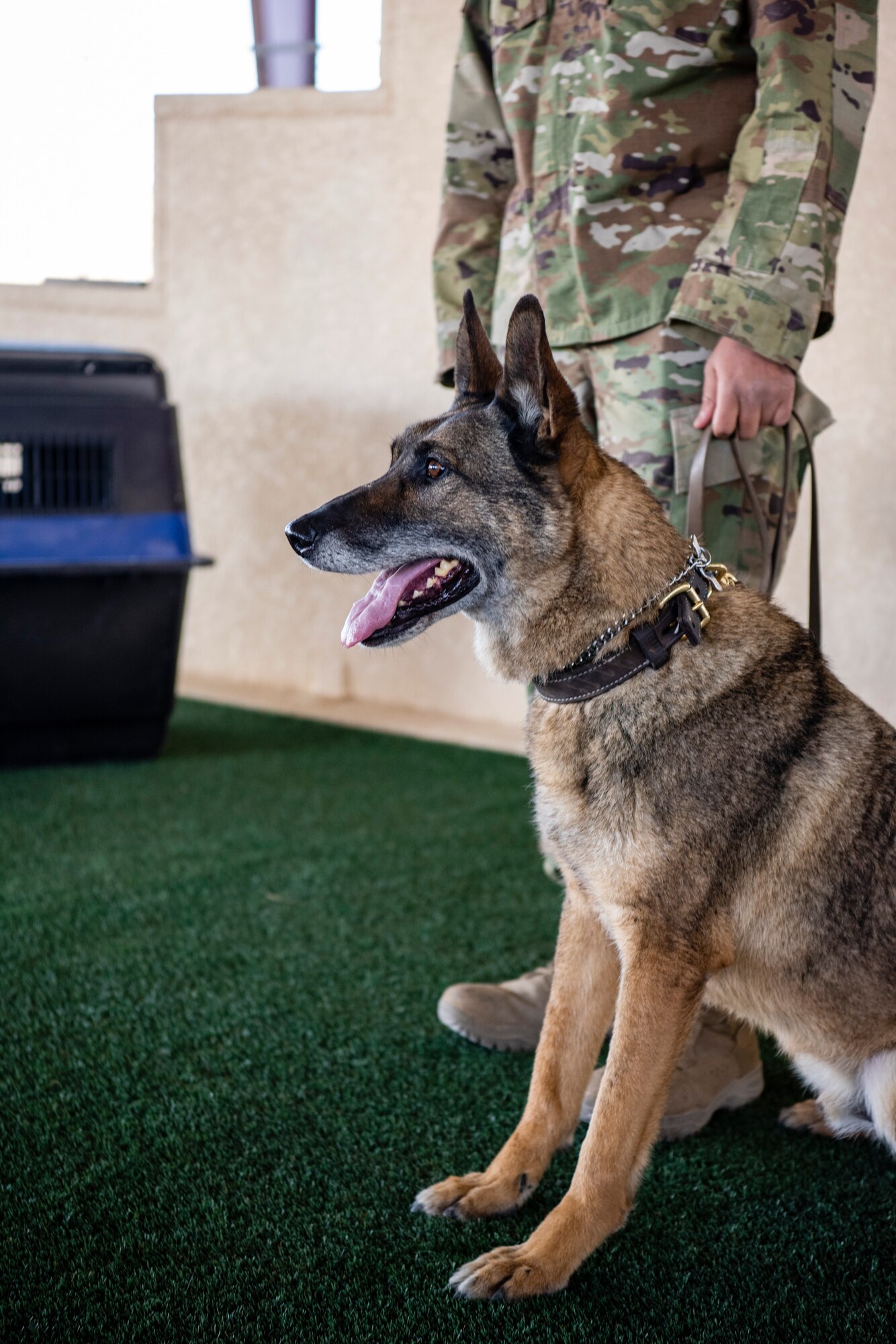 The military working dog sits and looks into the distance.