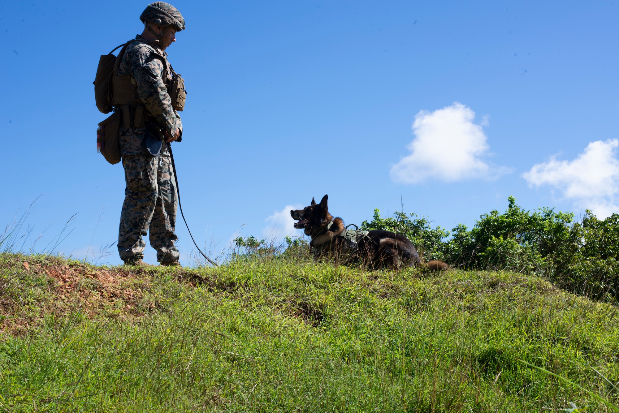 Lance Cpl. Andrew Lutz, 3rd Law Enforcement Battallion, keeps OOhio calm during a pyro exercise to help military working dogs get used to the sounds of combat on Andersen Air Force Base, Guam Nov. 20. Marines and Airmen exchanged MWD techniques to enhance joint mission effectiveness. (U.S. Air Force photo by Staff Sgt. Nicholas Crisp)