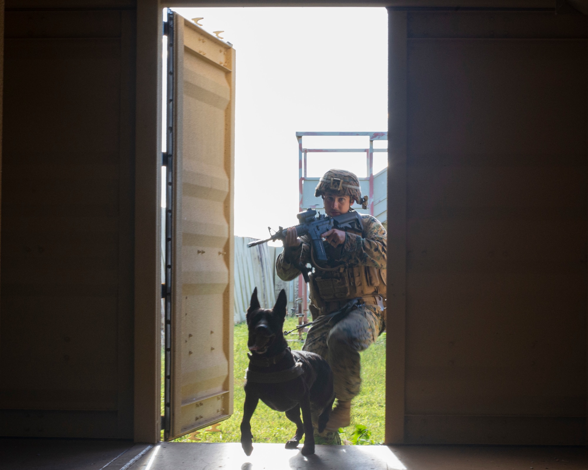 Sgt. Chase McConnell, 3rd Law Enforcement Battallion, and Duece clear out hostiles in an urban training environment on Andersen Air Force Base, Guam Nov. 20. Marines and Airmen exchanged MWD techiques to enhance joint mission effectivness. (U.S. Air Force photo by Staff Sgt. Nicholas Crisp)