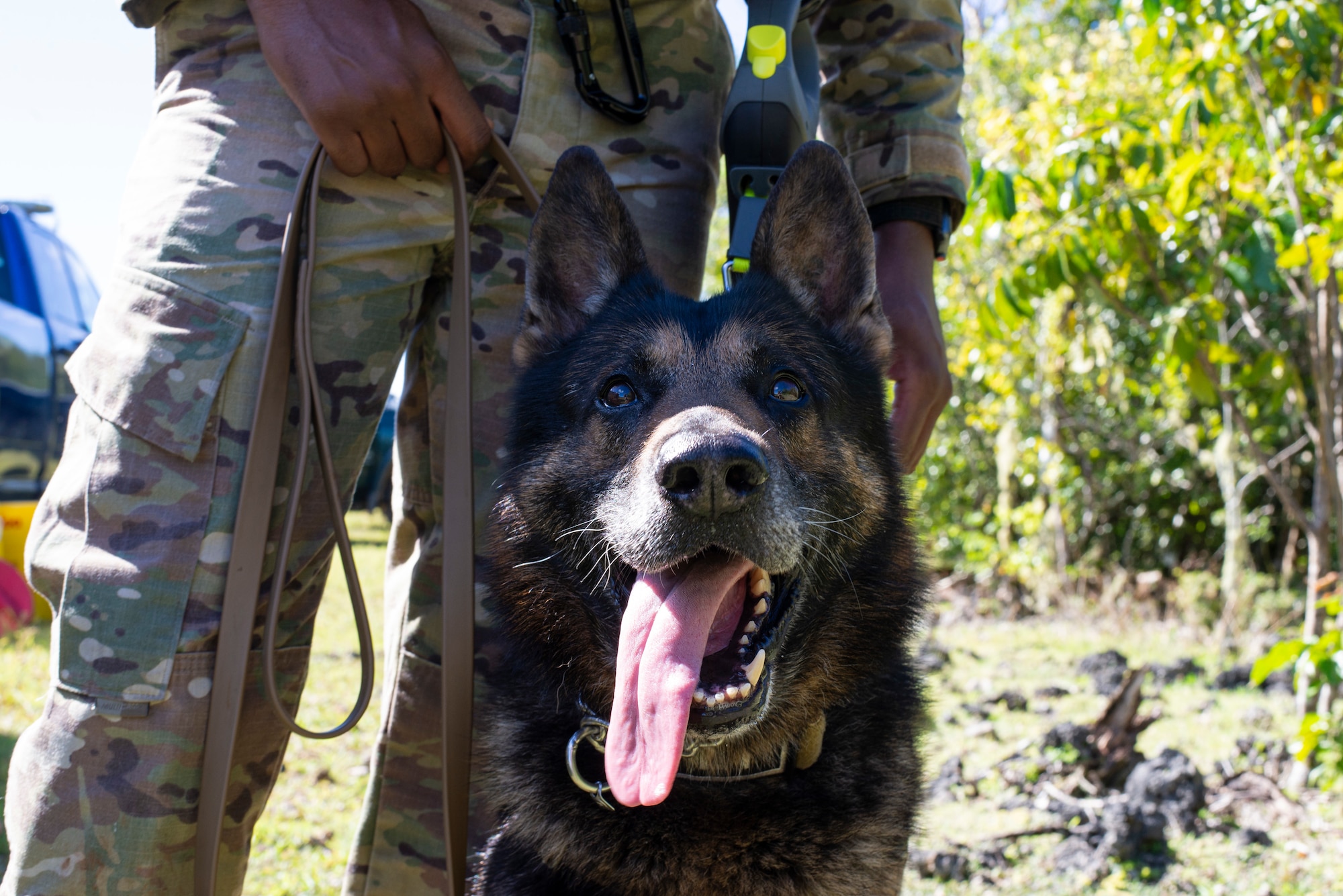 Lazo and his handler, Staff Sgt. Jailen Patrick, 36th Security Forces Squadron, cool off in the shade during a pyro exercise on Andersen Air Force Base, Guam Nov. 20. Marines and Airmen exchanged MWD techiques to enhance joint mission effectivness. (U.S. Air Force photo by Staff Sgt. Nicholas Crisp)