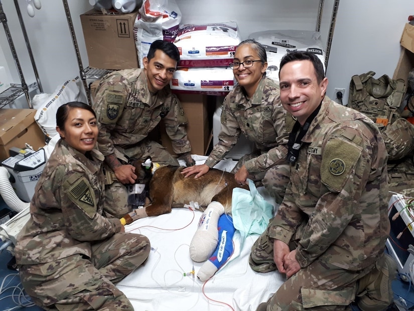 Army Reserve 149th Veterinary Detachment (Forward 2) treat Military Working Dog, Kuno