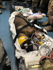 Army Reserve 149th Veterinary Detachment (Forward 2) treat Military Working Dog, Kuno