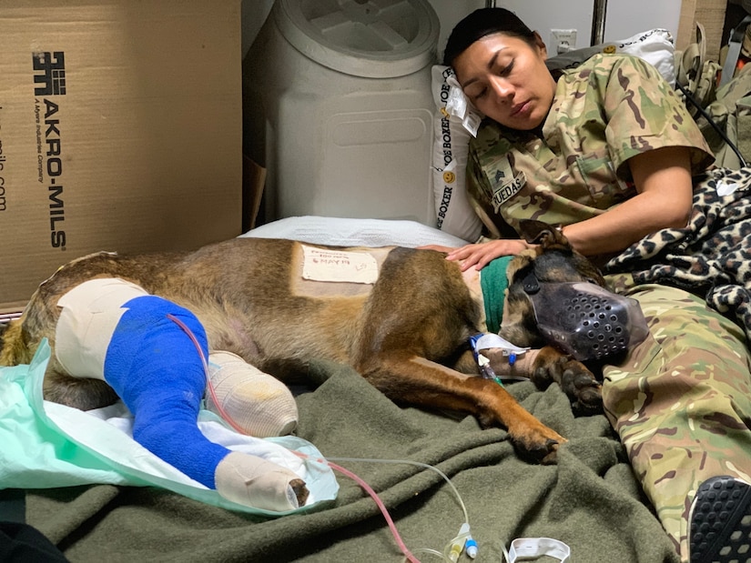 Army Reserve 149th Veterinary Detachment (Forward 2) treat Military Working Dog, Kuno