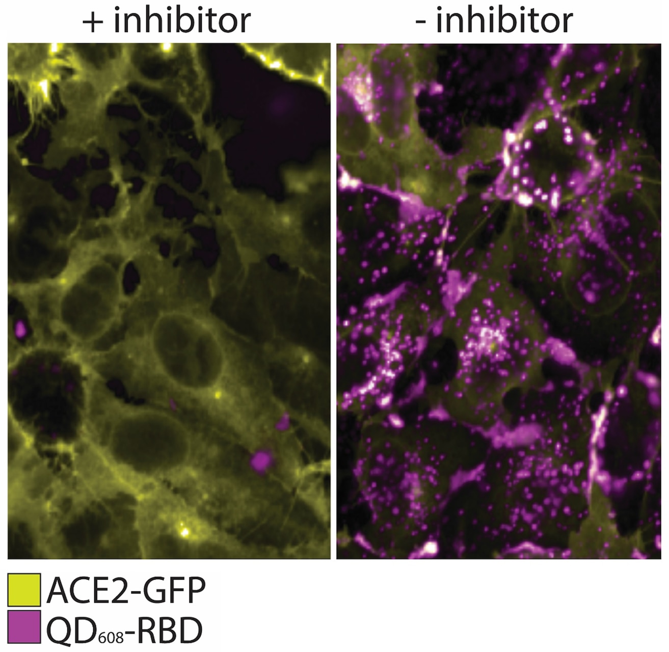 QD608-RBD binds ACE2 and induces endocytosis