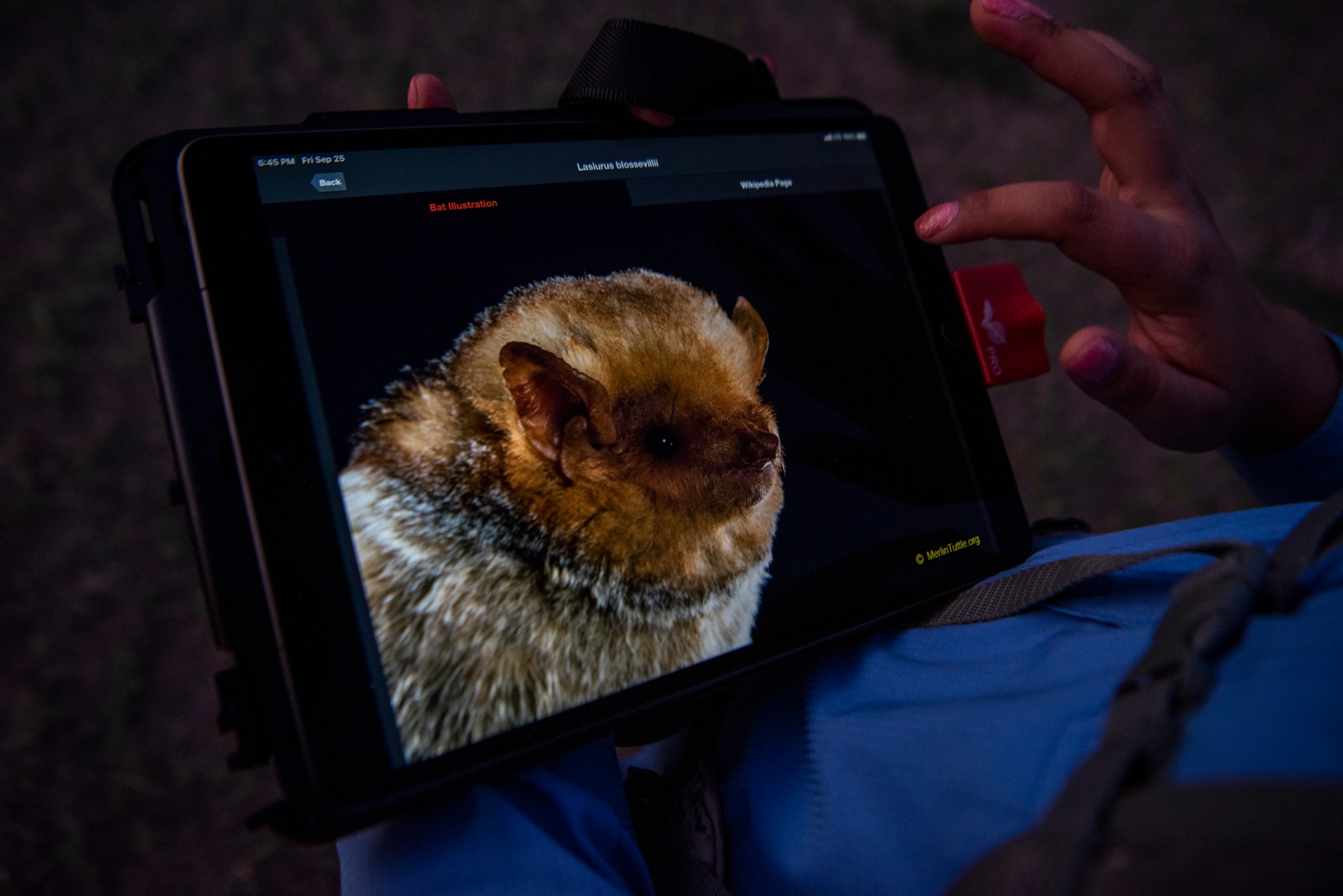 Bat appears on monitor in woman's hand.