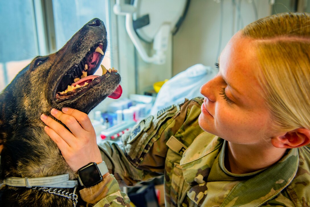 A soldier checks a military working dog’s teeth.
