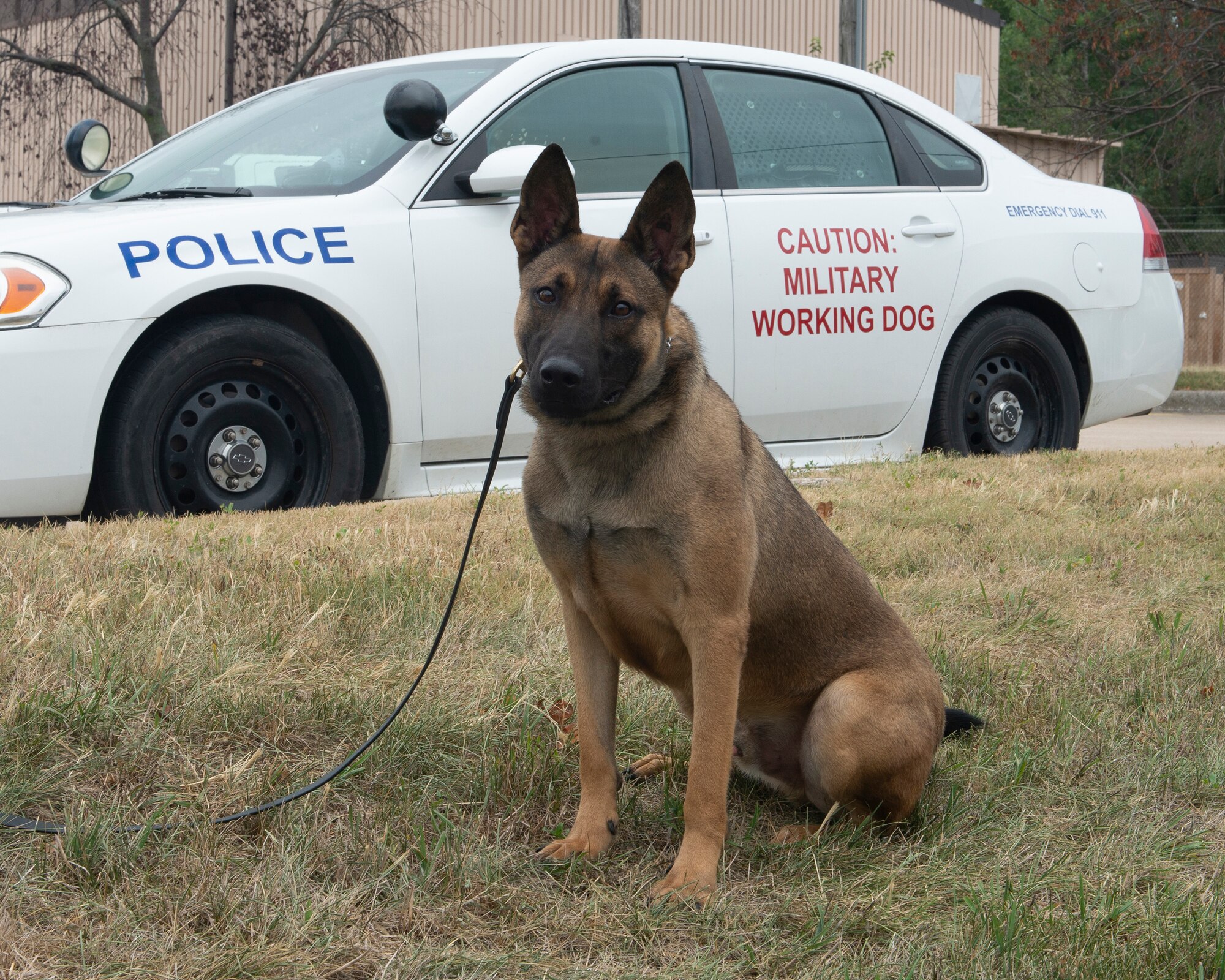 in the foreground a military working dog sitting with a security forces car in background, the dog is sitting perfectly centered, so the words on car read as Police on the left side of the photograph and the and the words Caution Military Working dog on the right side of the photograph