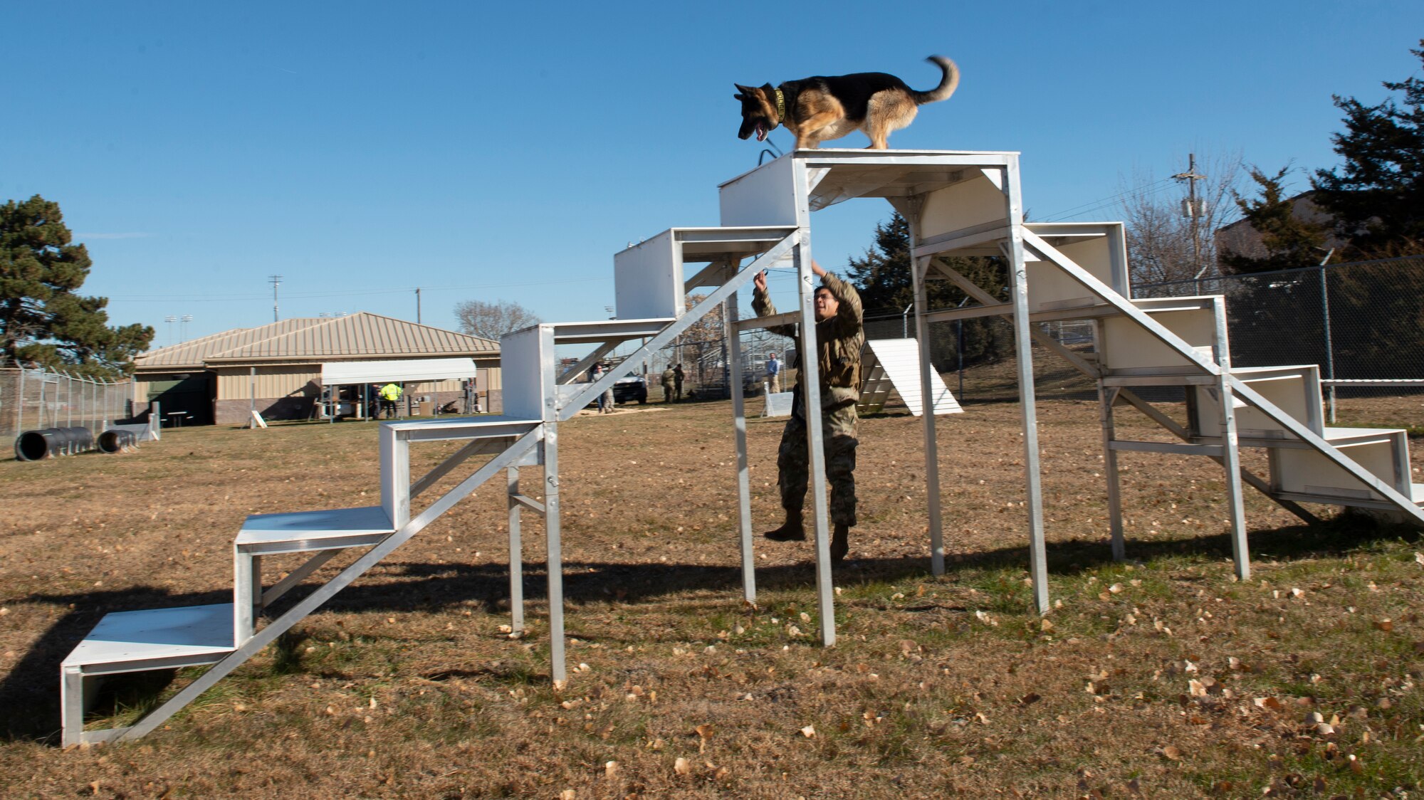 military working dog at the very top of a two sided metal staircase at an obstacle course while his dog handler is behind the staircase giving commands to the dog
