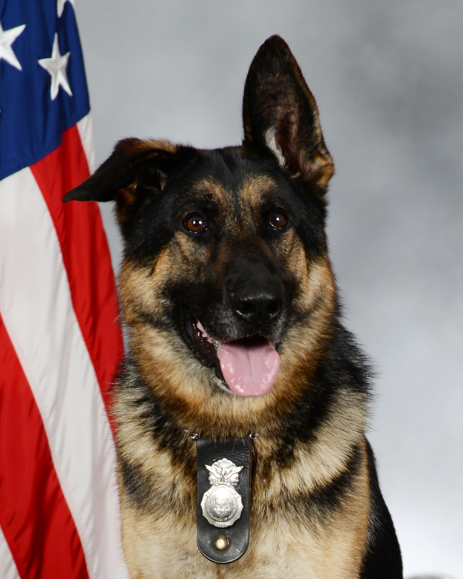 A military working dog gets his official photo taken