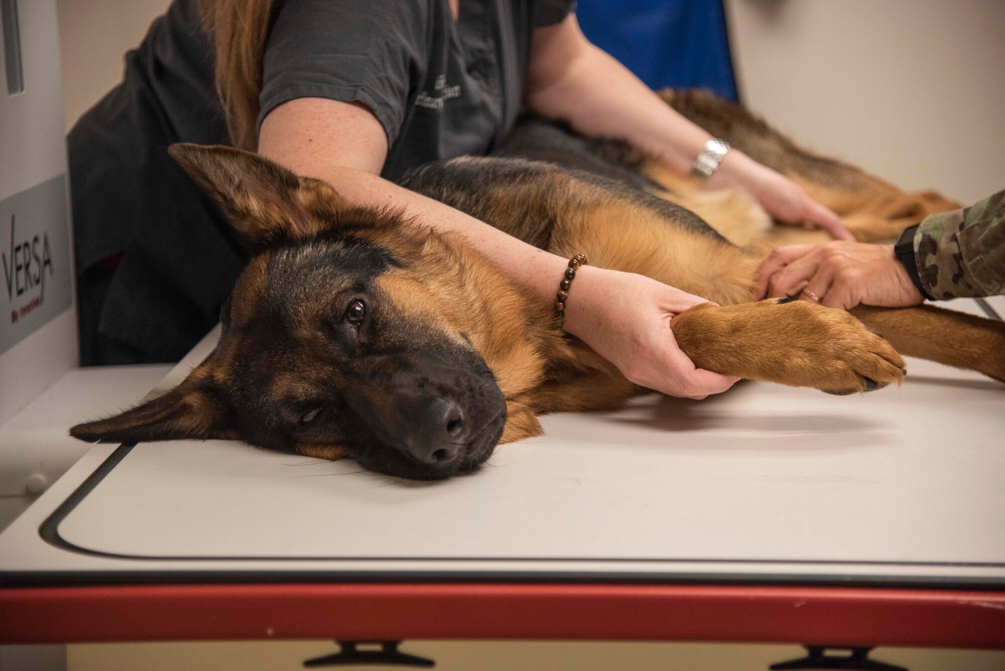 Staff Sgt. Christopher Burgoa, 336th Fighter Squadron avionics technician craftsman’s, dog Lucifer, lays on an examination table at the base veterinary clinic at Seymour Johnson Air Force Base, North Carolina, Sept. 29, 2020. The veterinarian gave Lucifer a sedative prior to taking X-Rays of his leg. (U.S. Air Force photo by Senior Airman Kylee Gardner)