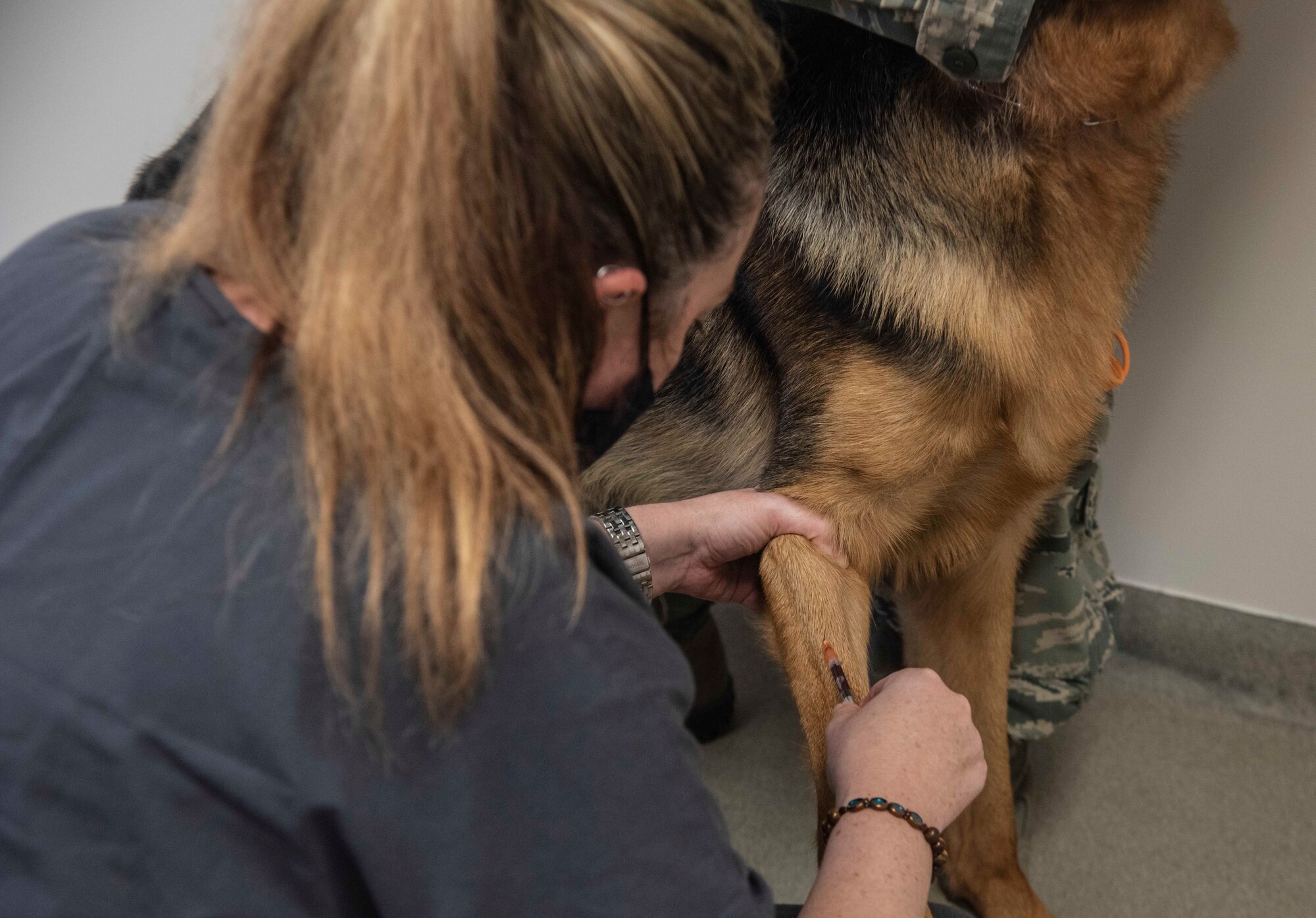 Heather Leighton, veterinary technician, takes blood from Staff Sgt. Christopher Burgoa, 336th Fighter Squadron avionics technician craftsman’s, dog, Lucifer, at Seymour Johnson Air Force Base, North Carolina, Sept. 29, 2020. Taking blood from a dog when they come in for an appointment is normal protocol in order to check for diseases and illnesses commonly found in animals. (U.S. Air Force photo by Senior Airman Kylee Gardner)
