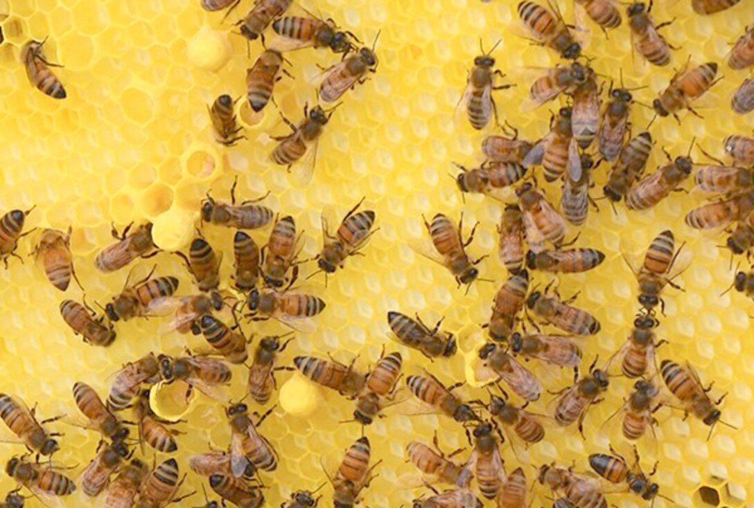 New beekeepers like new pet owners should learn about the types of bees they are considering for their hives to ensure there are no surprises in what the desired bees are like and how well they are likely to produce.