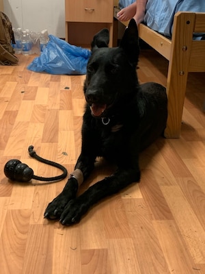 Bailey, a military working dog, rests with Soldiers with the 28th Expeditionary Combat Aviation Brigade after suffering cardiac arrest. Treatment and a medevac provided by 28th ECAB medics and aircrews helped save Bailey's life.  (Photo Credit: Sgt. Carissa Diggs)