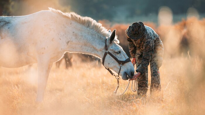 A U.S. Marine feeds a mule during an Animal Packer Course at the Marine Corps Mountain Warfare Training Center in Bridgeport, Calif., Oct. 8.